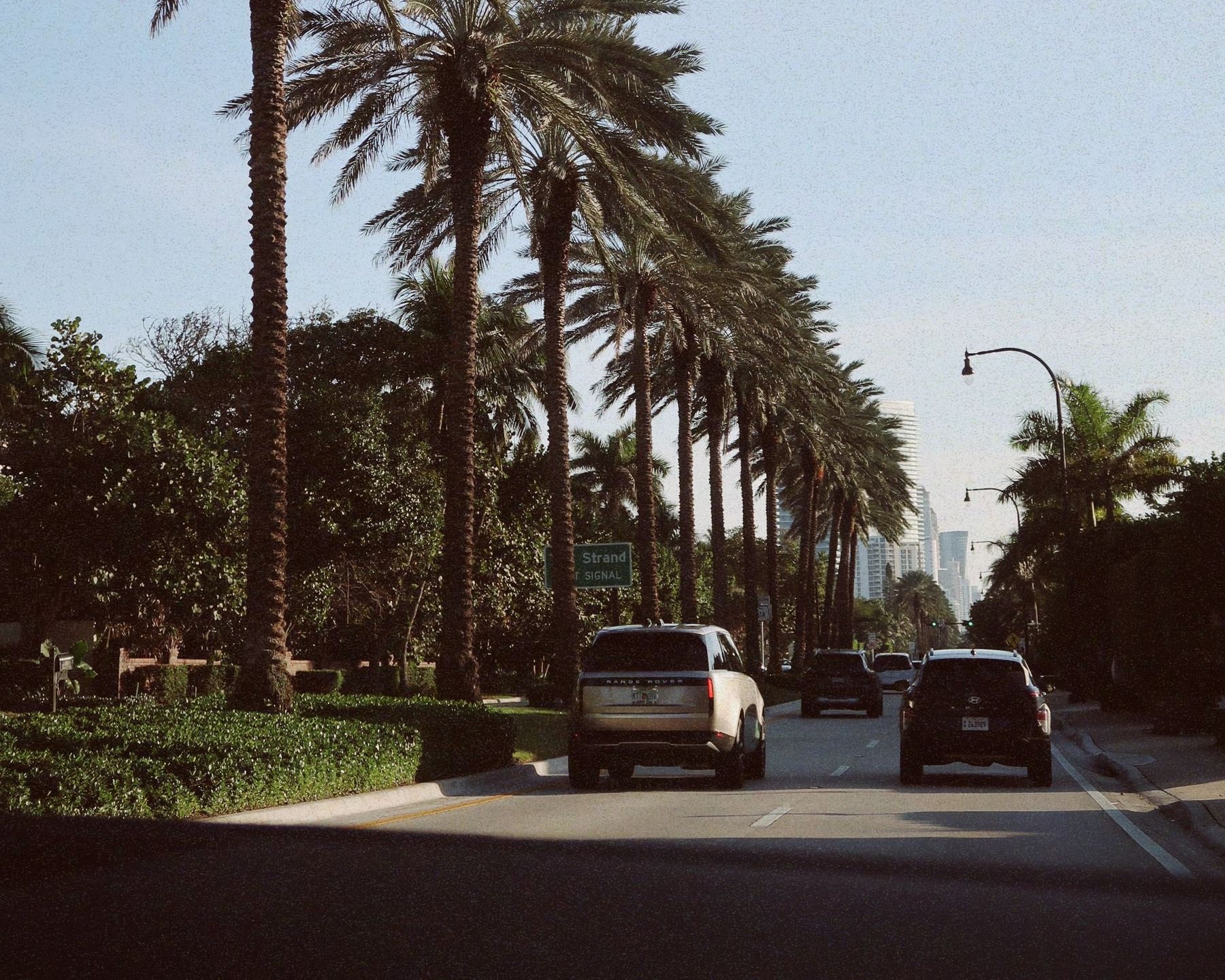 A palm lined avenue on a sunny day with cars driving