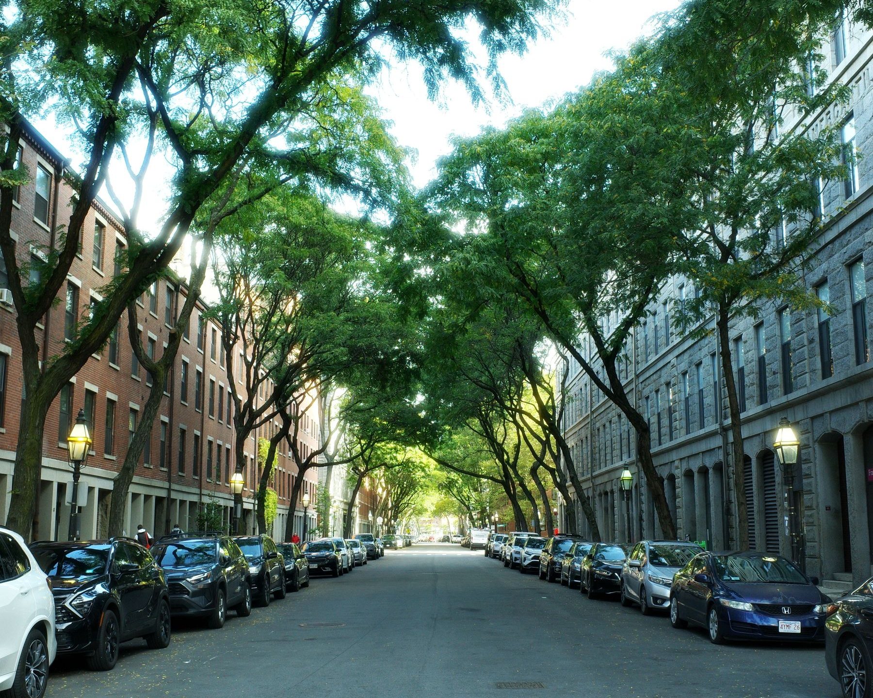A city street lined with leafy trees and parked cars